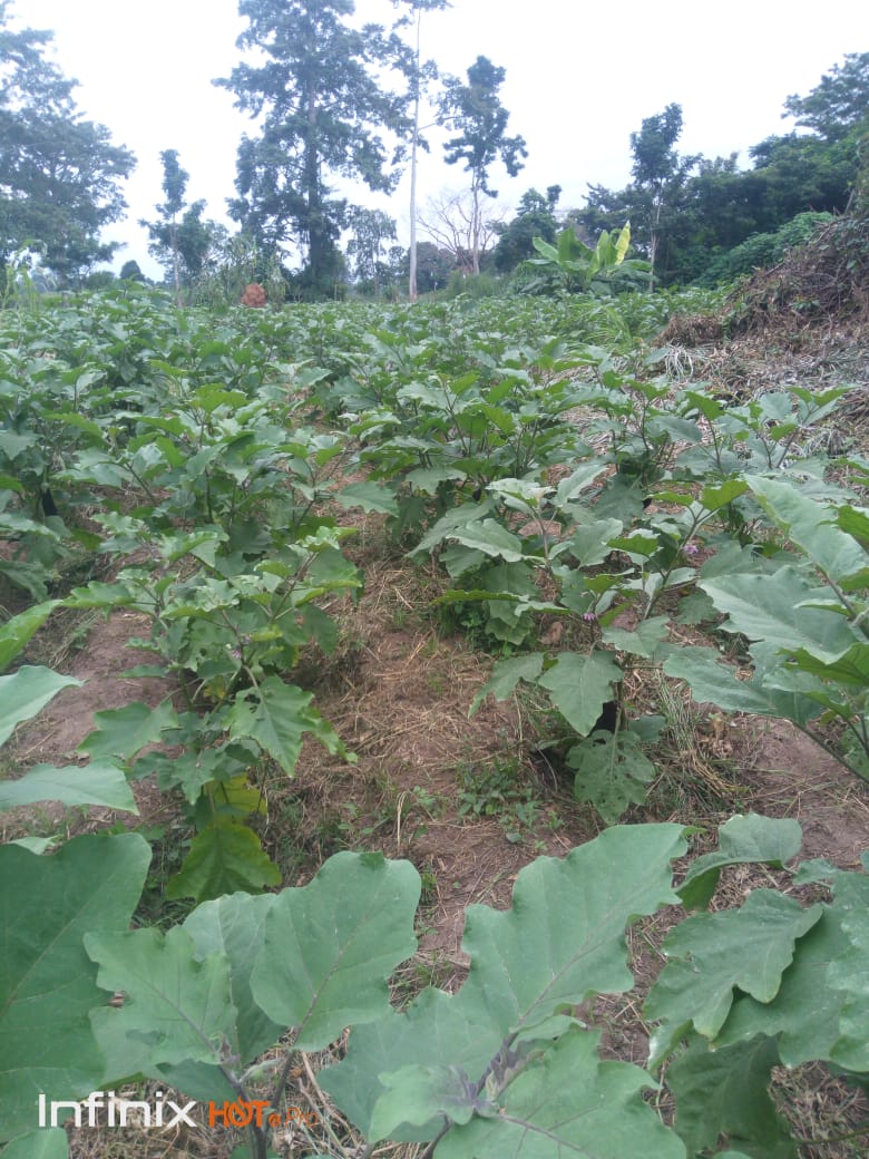 Parcelle agricole suivie dans le cadre d'un projet agronomique