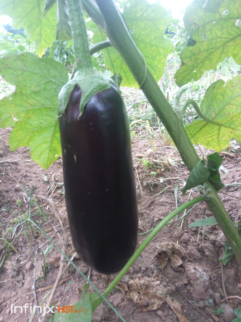 Aubergine en croissance dans une parcelle agricole