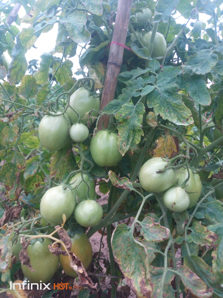 Tomates en croissance dans une parcelle agricole